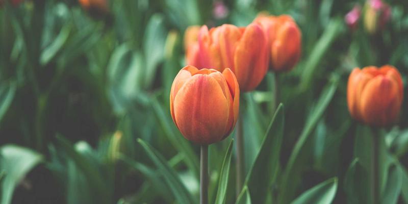 网络技术84：SEO如何重塑电子商务的竞争格局